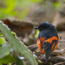 صورة Pericrocotus solaris montanus Salvadori 1879