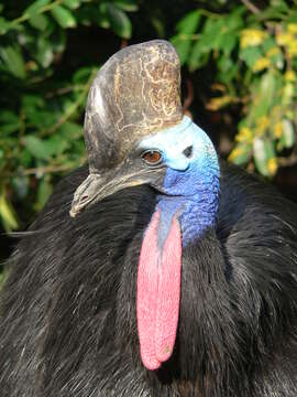 Image of Southern Cassowary