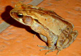 Image of Rhinella abei (Baldissera, Caramaschi & Haddad 2004)