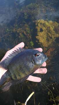 Image of Severum