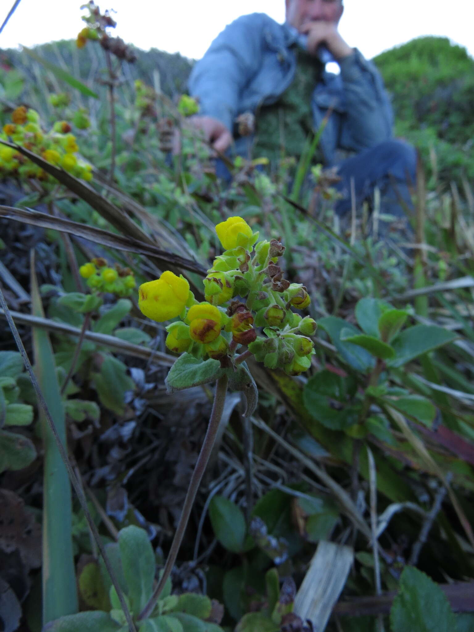 Image of Calceolaria integrifolia Murr.