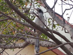 Image of Indian Grey Hornbill