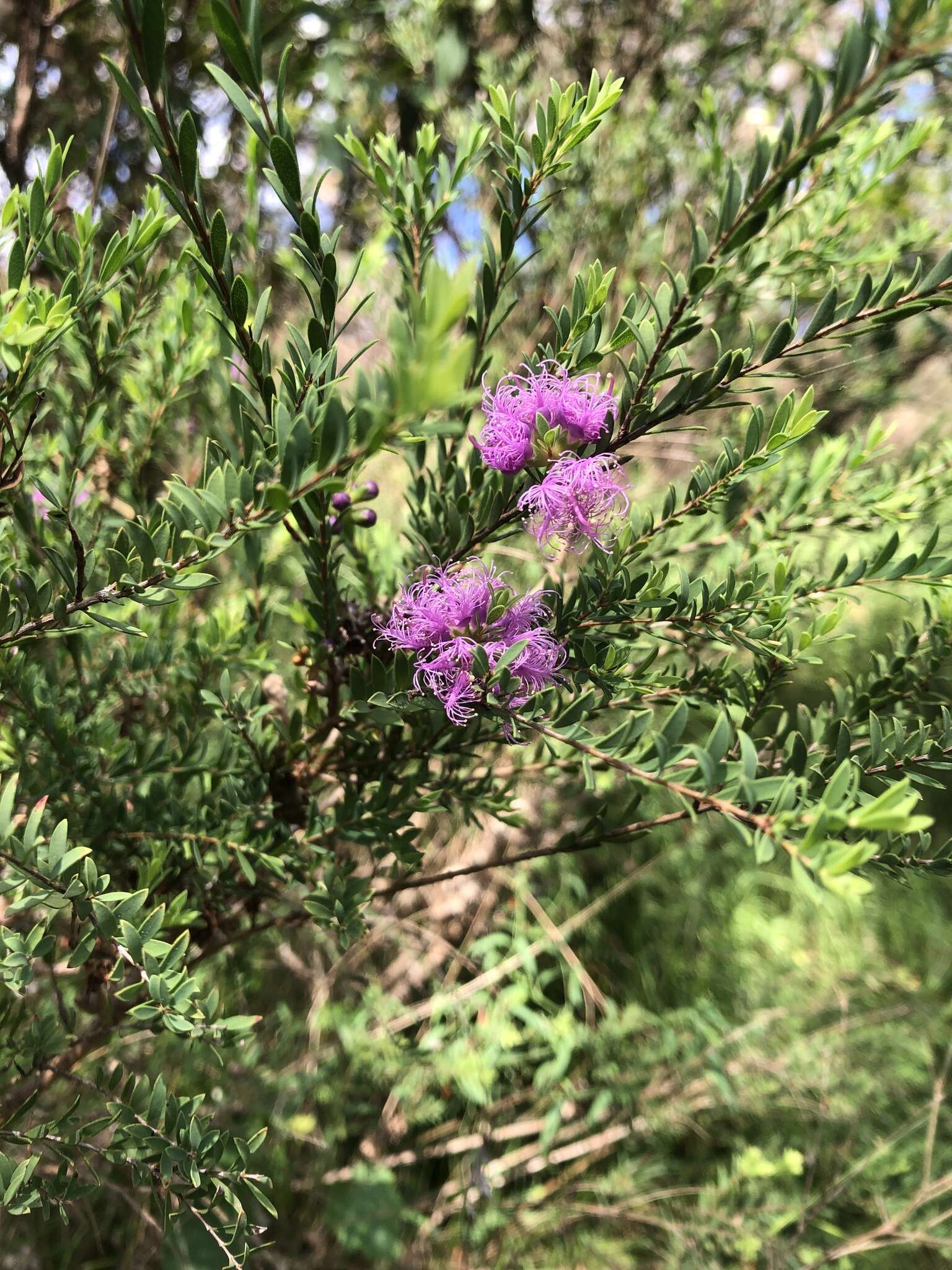 Image of thymeleaf melaleuca