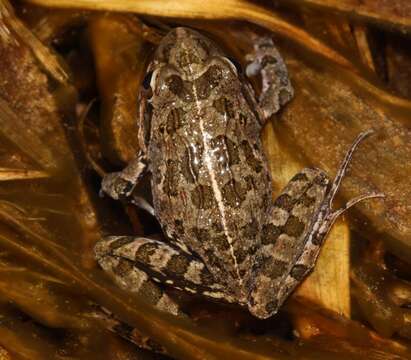 Image of Gray's Stream Frog