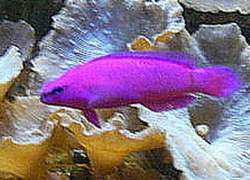 Image of Orchid dottyback