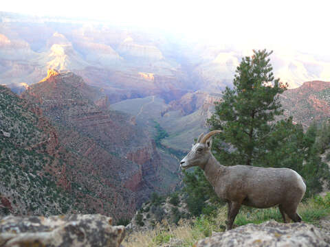 Image of Desert bighorn sheep