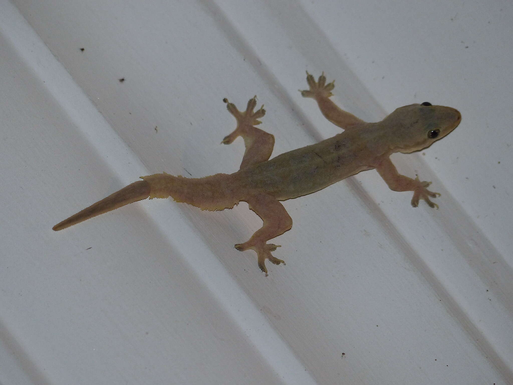 Image of Flat-tailed House Gecko