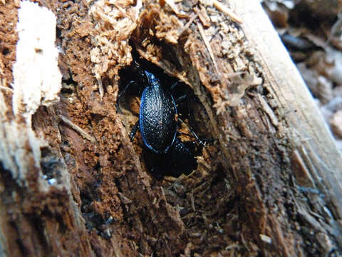 Image of Blue Ground Beetle