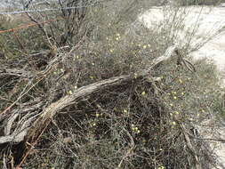 Image de Melaleuca aurea (Turcz.) Craven & R. D. Edwards