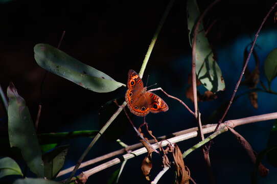 Image of Junonia pacoma