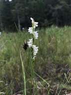 Spiranthes laciniata (Small) Ames resmi