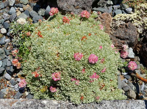 Imagem de Eriogonum ovalifolium Nutt.