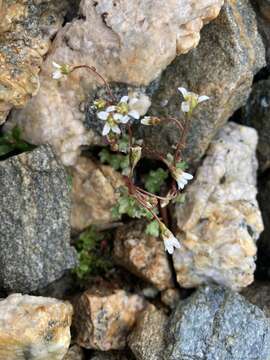 Saxifraga rivularis L.的圖片