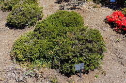 Image of Rhododendron keleticum I. B. Balf. & Forrest