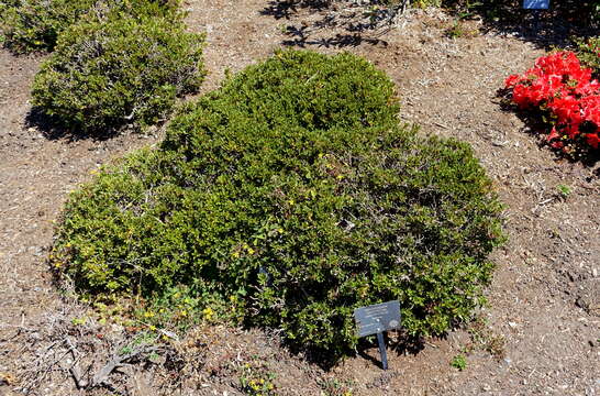 Image de Rhododendron keleticum I. B. Balf. & Forrest