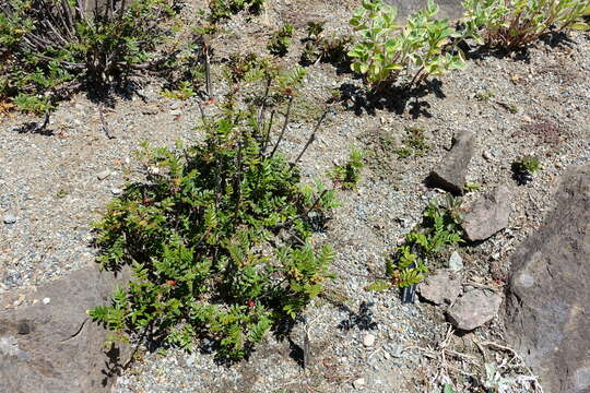 Image of Sorbus reducta Diels