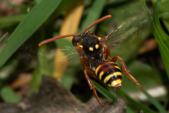 Image of Nomada fulvicornis Fabricius 1793