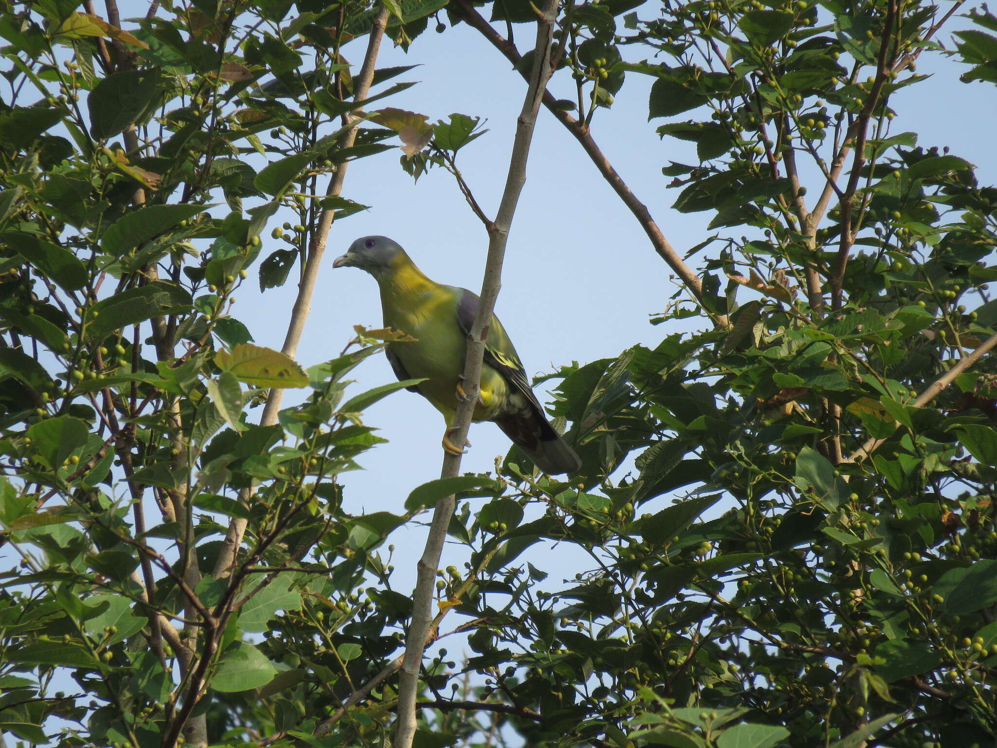 Image of Yellow-footed Green Pigeon