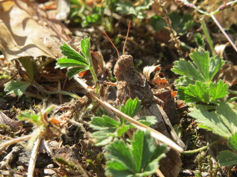 Image of blue-winged grasshopper