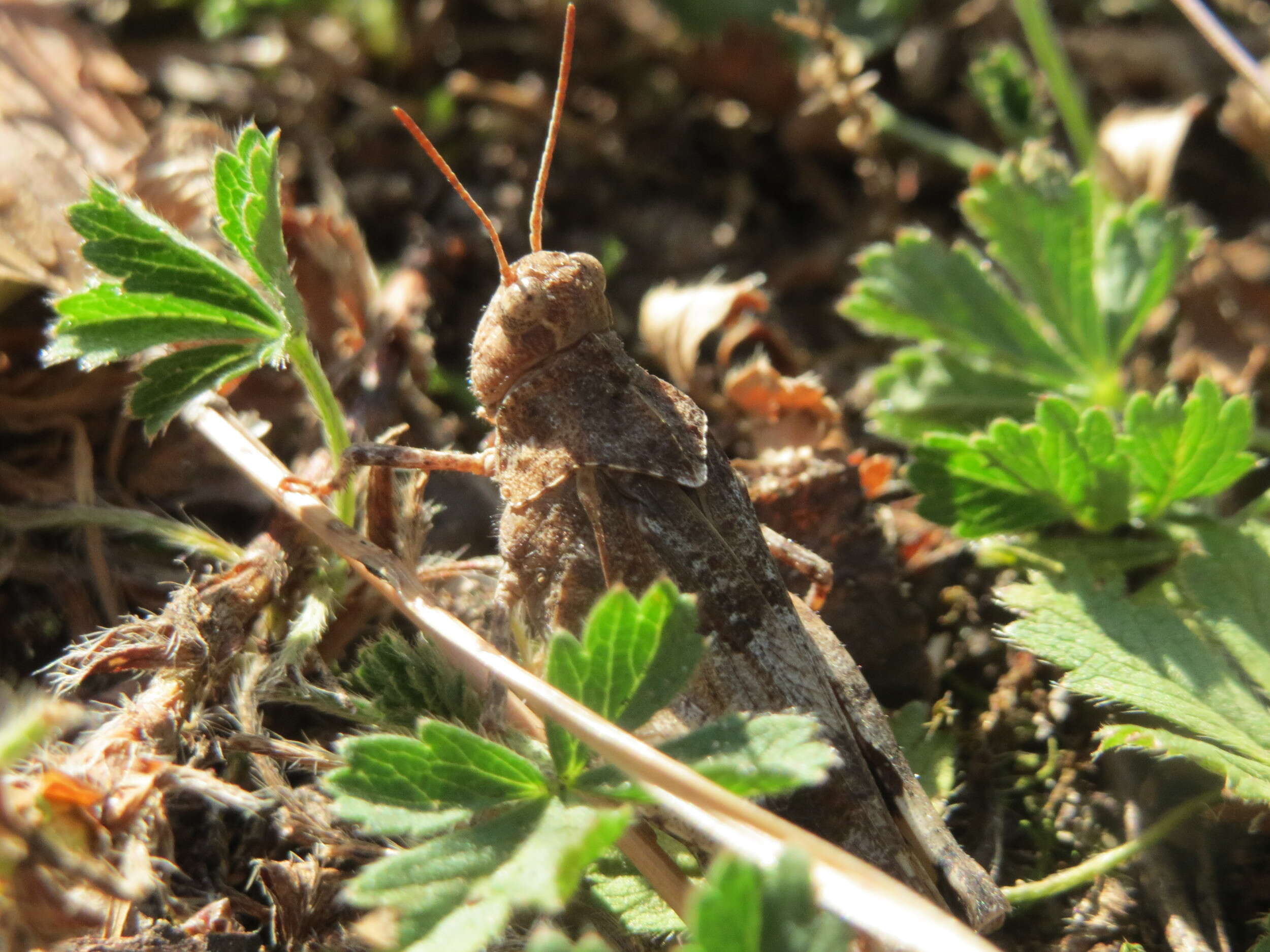 Image of blue-winged grasshopper