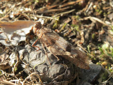 Image of blue-winged grasshopper