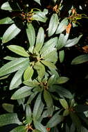 Image of Rhododendron argyrophyllum Franch.