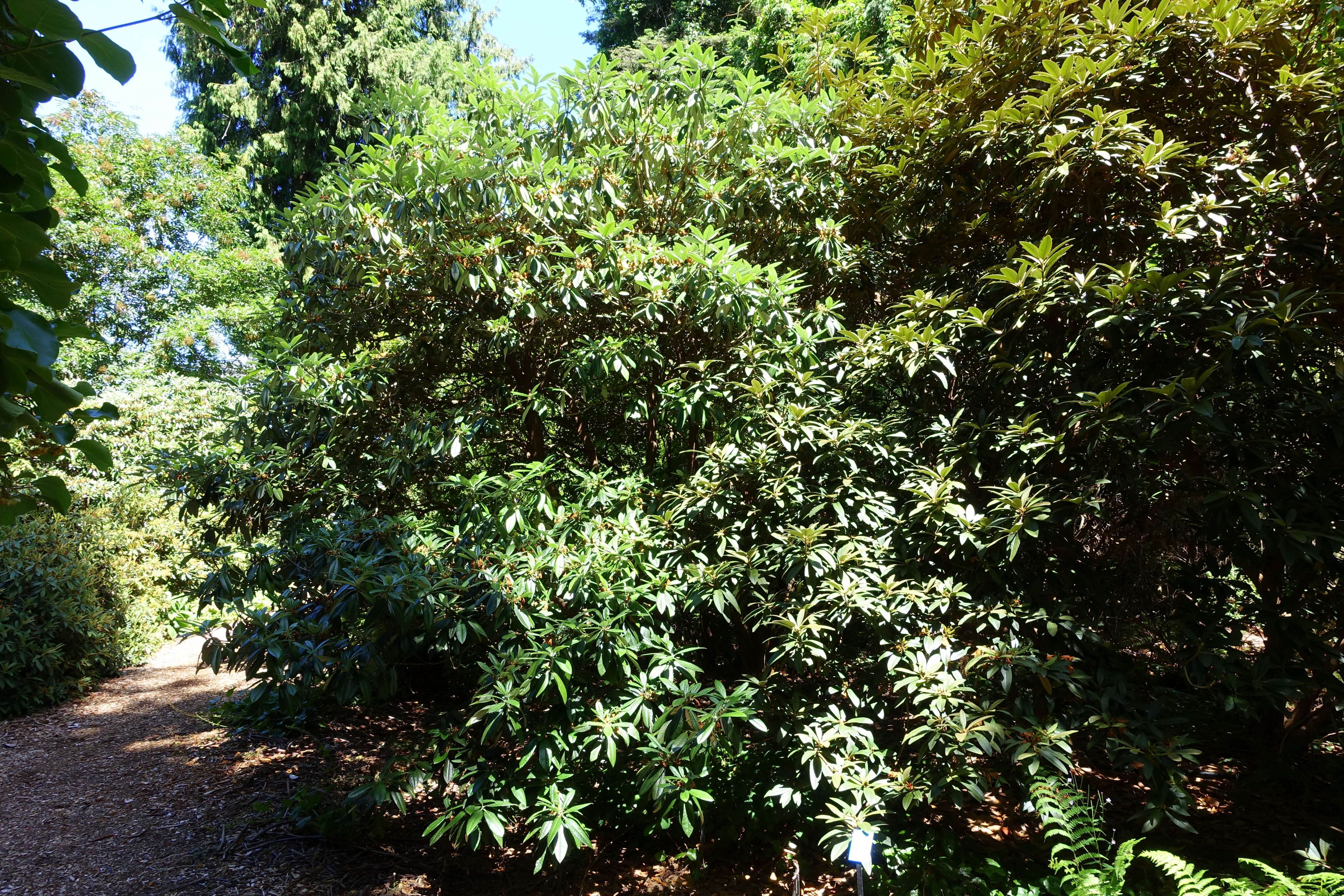 Image of Rhododendron argyrophyllum Franch.