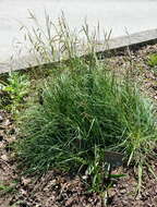 Image of glaucous sedge