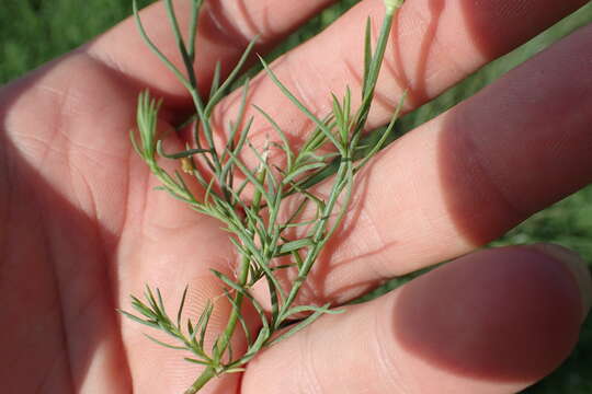 Linum alatum (Small) H. J. P. Winkl. resmi