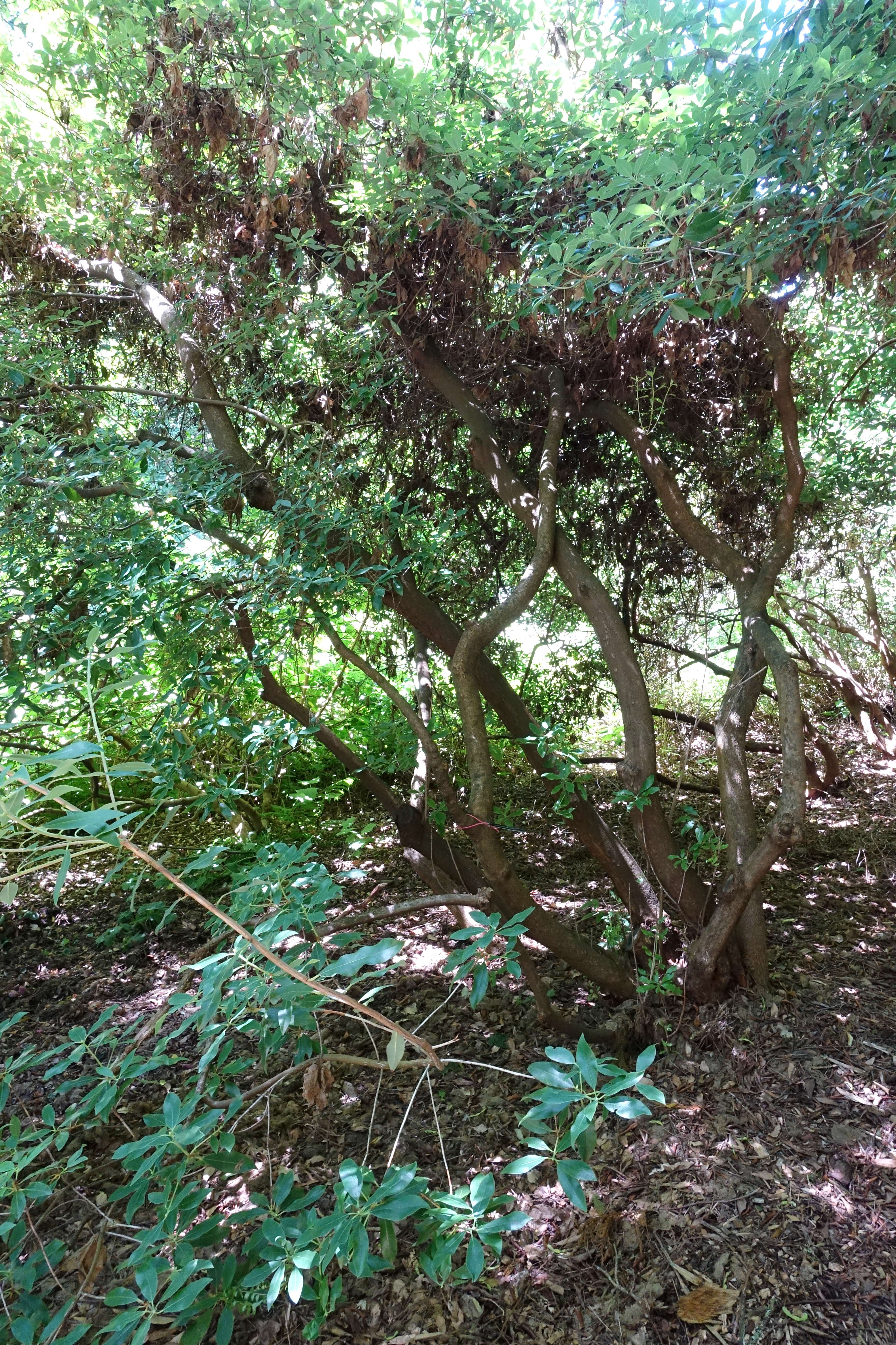 صورة Rhododendron rigidum Franch.