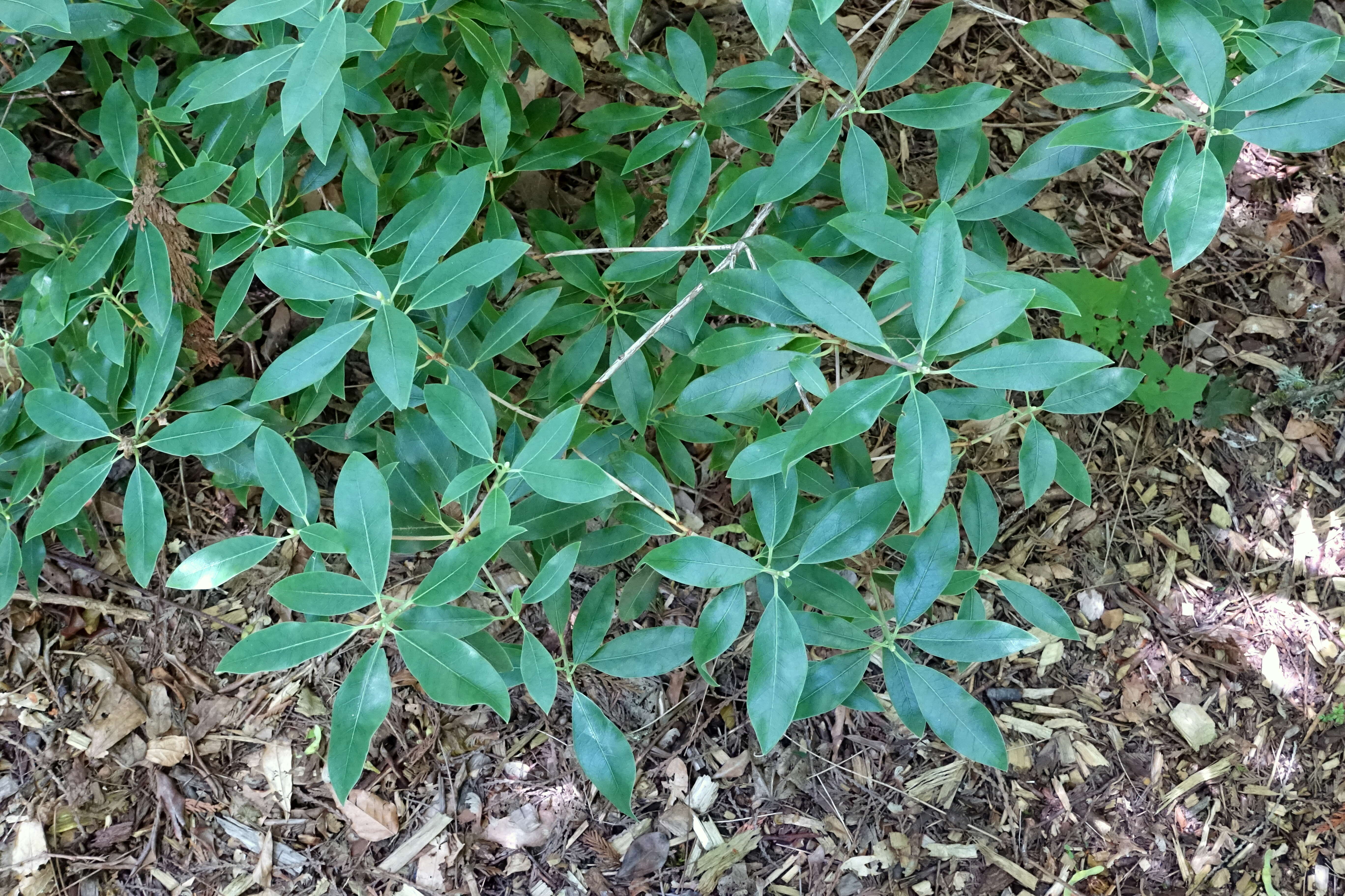 صورة Rhododendron rigidum Franch.