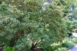 صورة Rhododendron rubiginosum Franch.