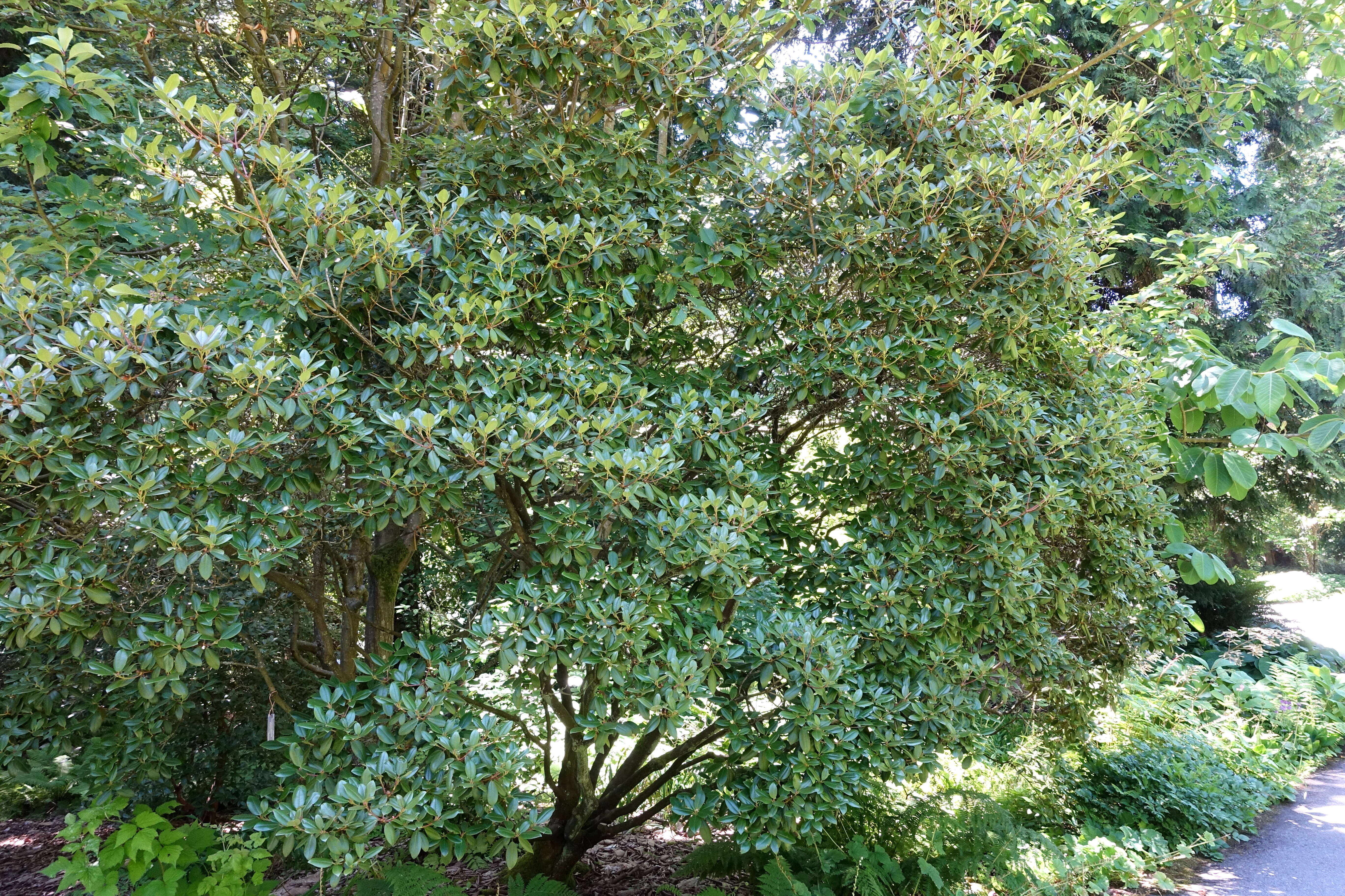 Image of Rhododendron rubiginosum Franch.