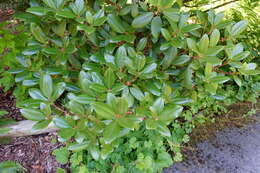 Image of Rhododendron rubiginosum Franch.