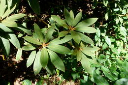 Imagem de Rhododendron sikangense W. P. Fang