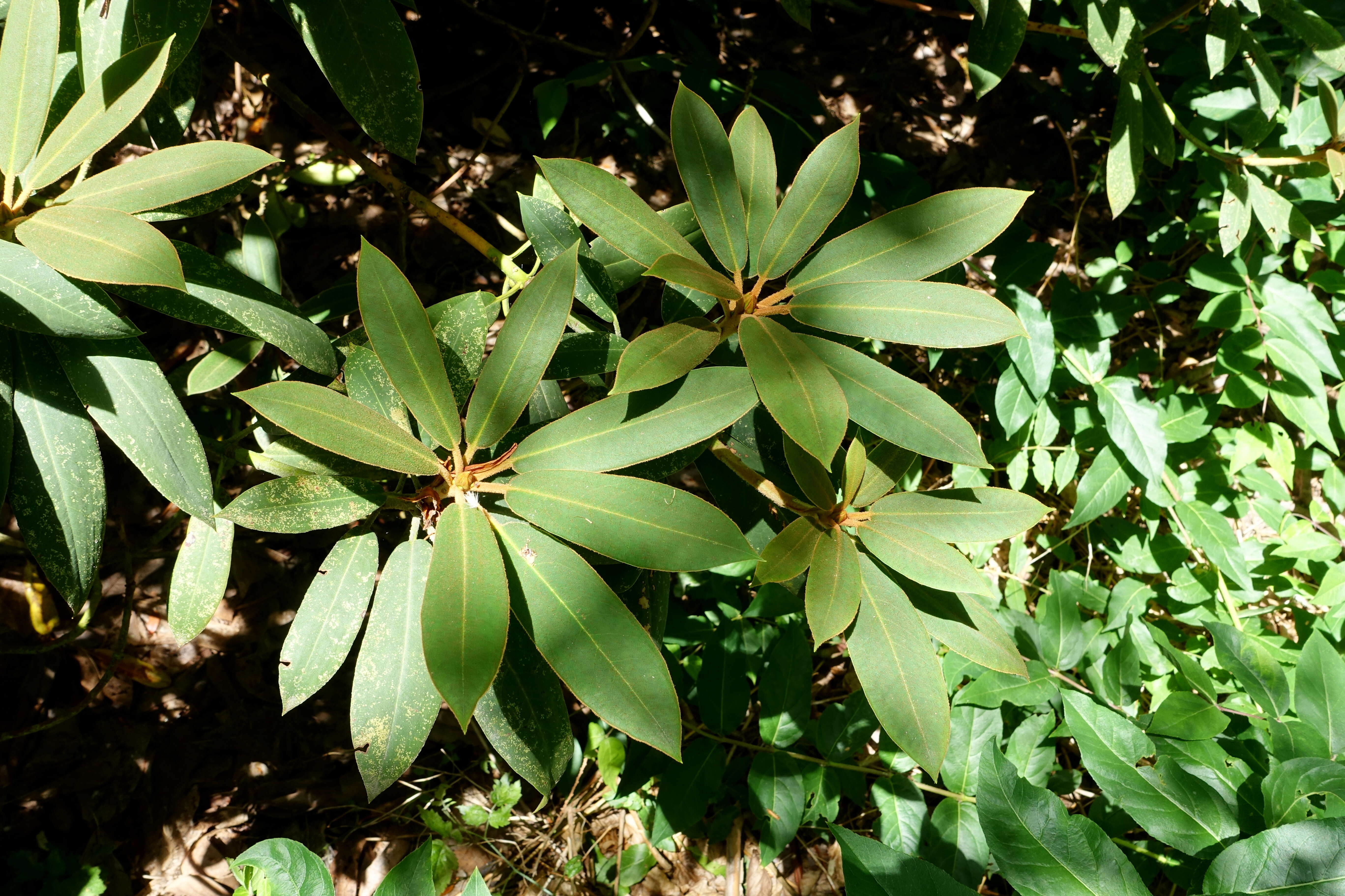 Image of Rhododendron sikangense W. P. Fang