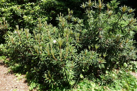 Image of Rhododendron thayerianum Rehder & E. H. Wilson