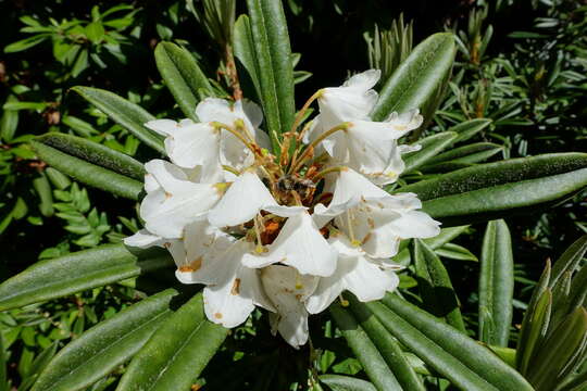 صورة Rhododendron thayerianum Rehder & E. H. Wilson