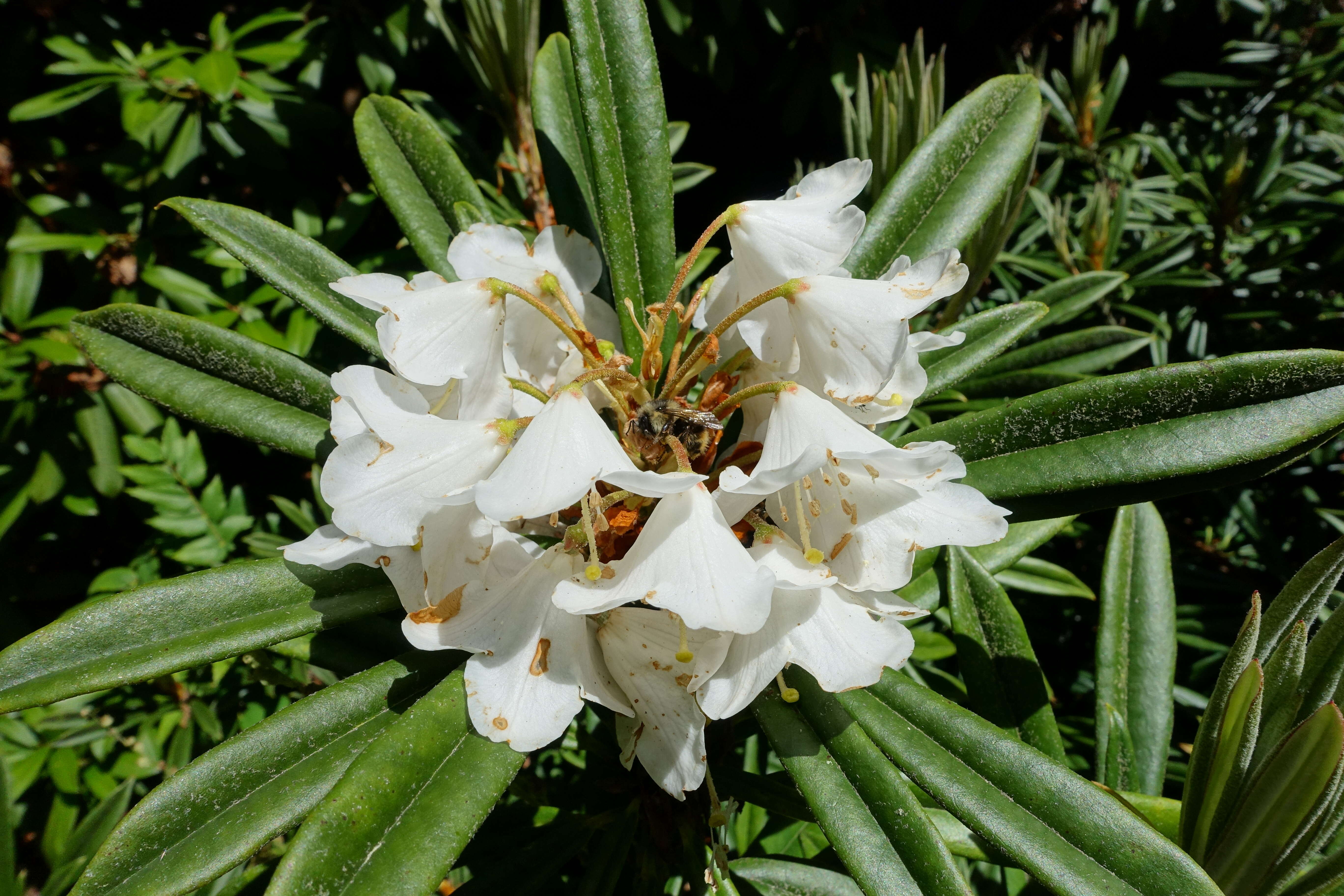 Image of Rhododendron thayerianum Rehder & E. H. Wilson