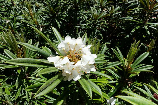 Image of Rhododendron thayerianum Rehder & E. H. Wilson