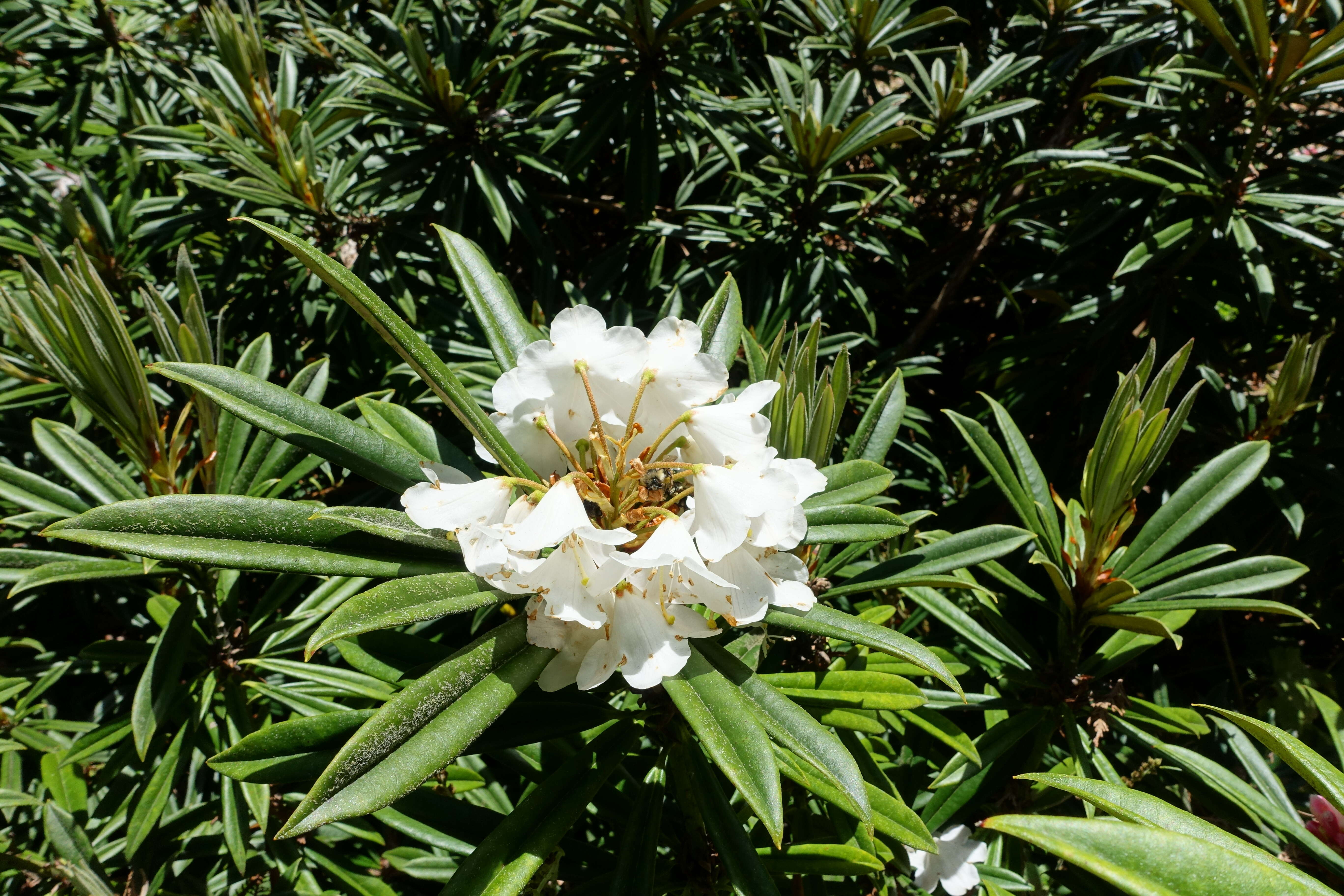 صورة Rhododendron thayerianum Rehder & E. H. Wilson