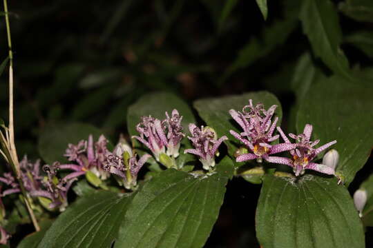 Image of toad lily