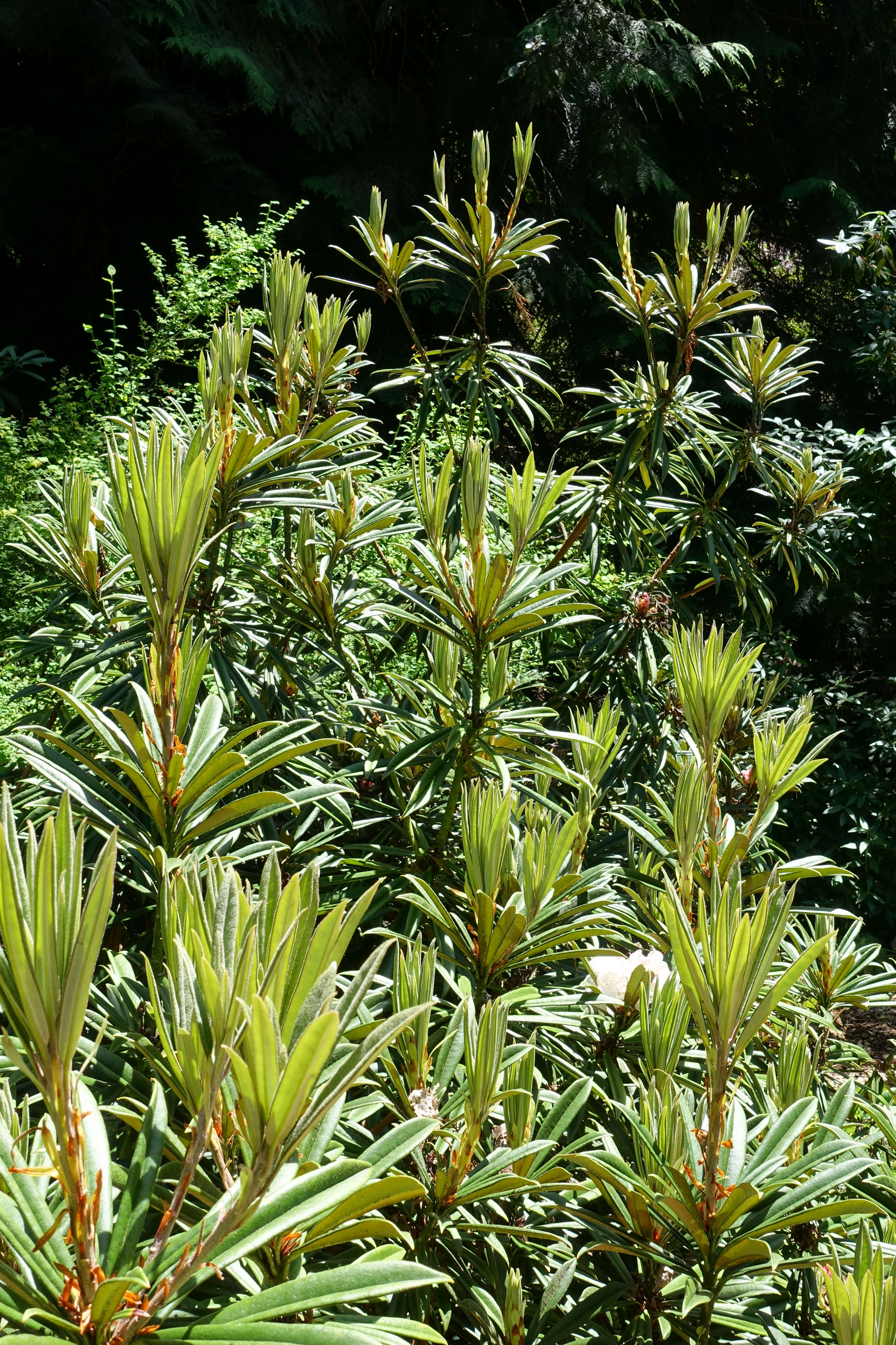 Image of Rhododendron thayerianum Rehder & E. H. Wilson