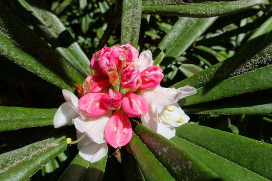 صورة Rhododendron thayerianum Rehder & E. H. Wilson