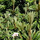 صورة Rhododendron thayerianum Rehder & E. H. Wilson