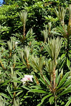 صورة Rhododendron thayerianum Rehder & E. H. Wilson