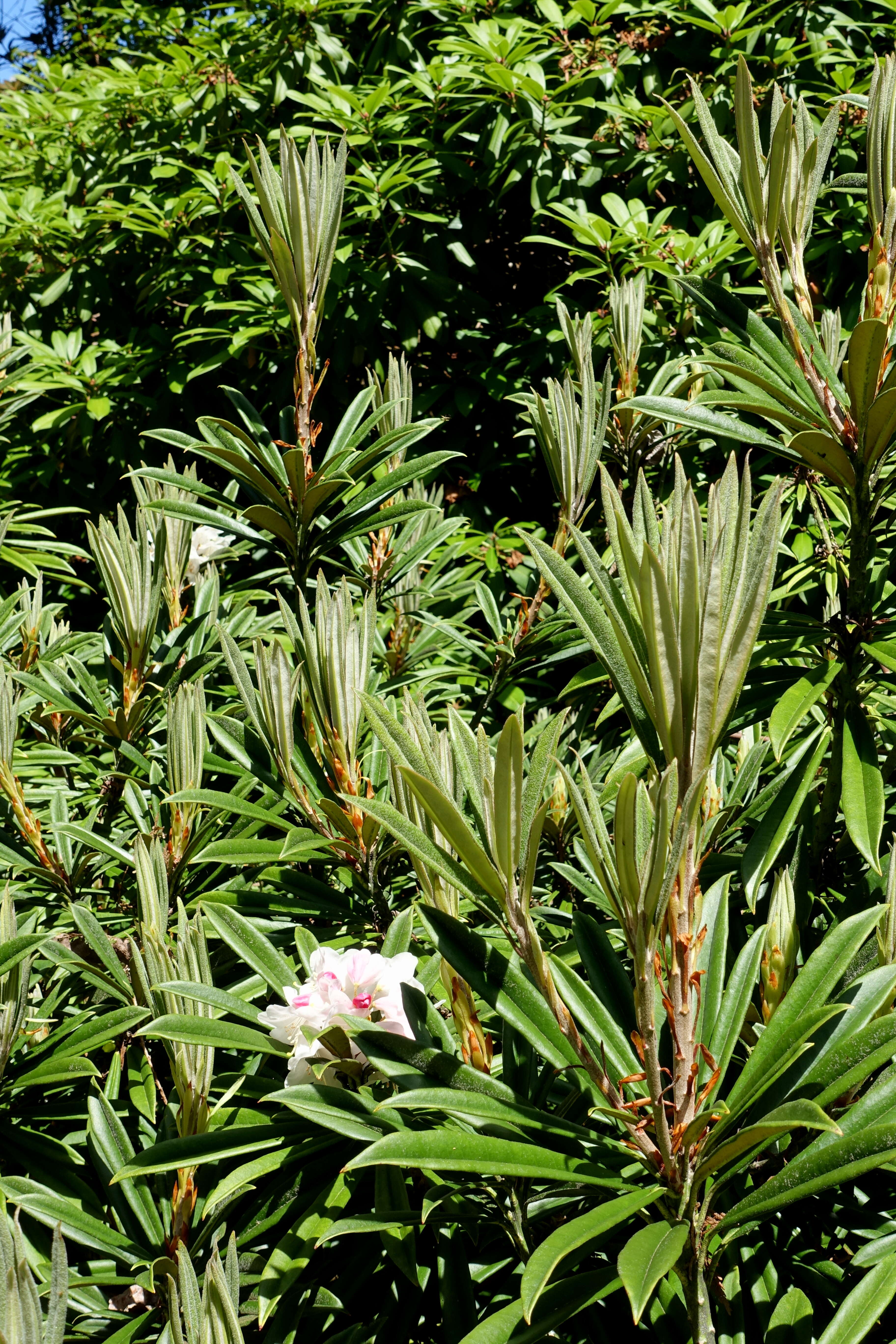Image of Rhododendron thayerianum Rehder & E. H. Wilson