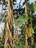 Image of common hop