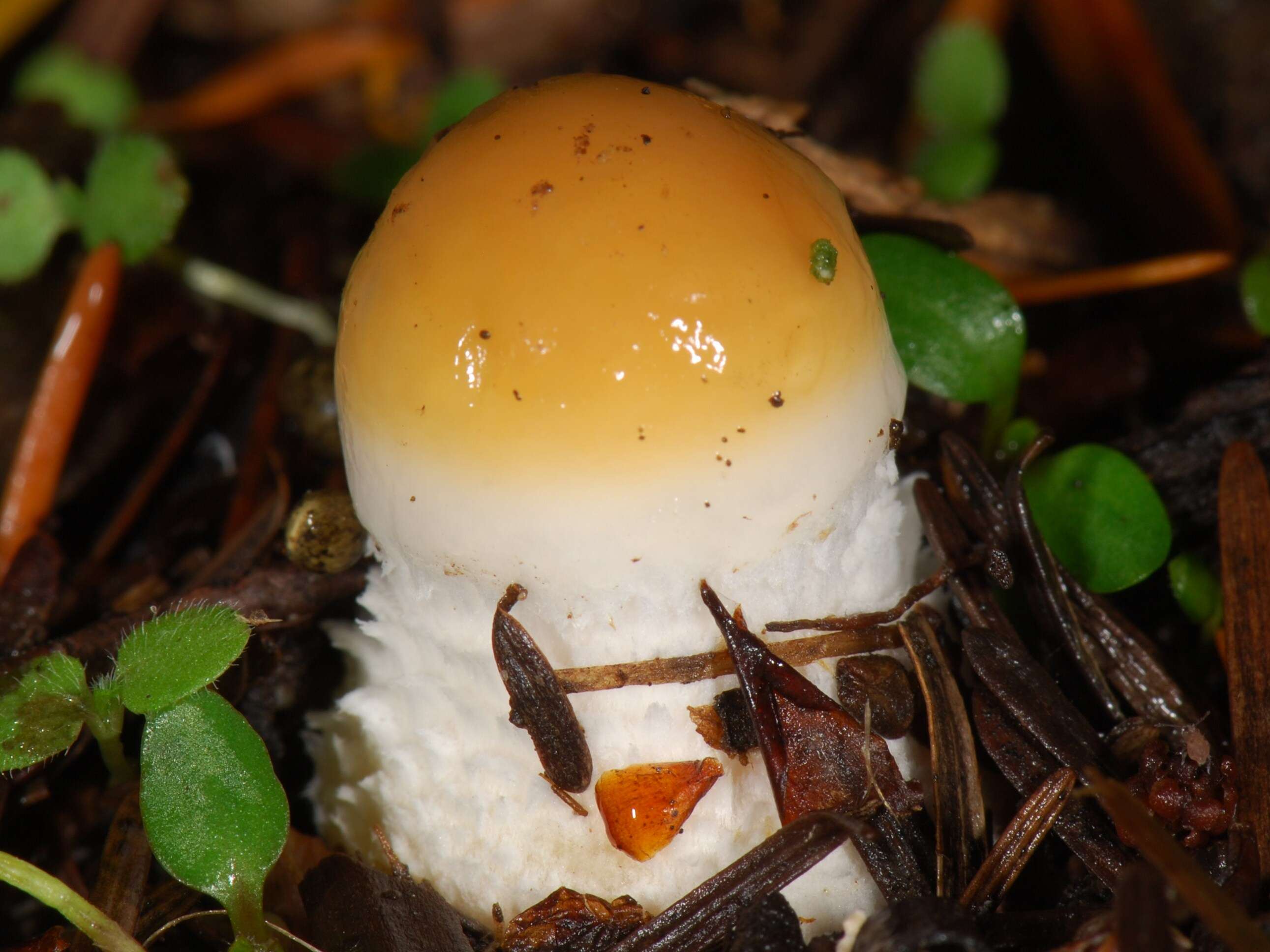 Image of Stropharia ambigua (Peck) Zeller 1914