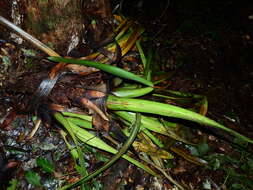 Image of Aechmea moonenii Gouda